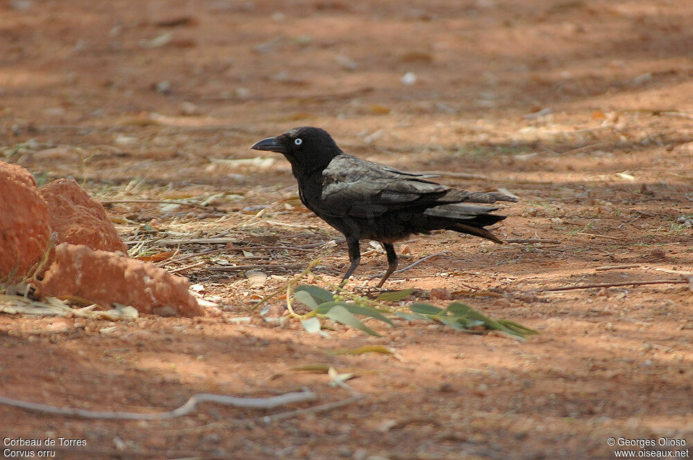 Torresian Crow