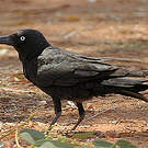 Corbeau de Torres