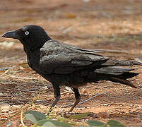 Torresian Crow