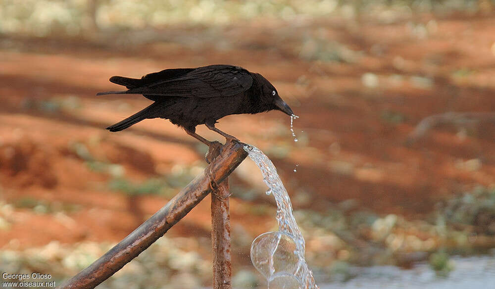 Torresian Crow, drinks