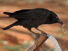 Torresian Crow