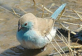 Blue Waxbill