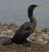 Cormoran à aigrettes