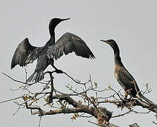 Indian Cormorant