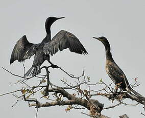 Cormoran à cou brun