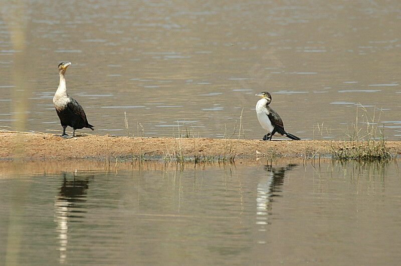 Cormoran à poitrine blanche