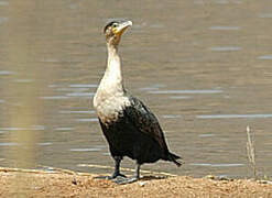 Cormoran à poitrine blanche