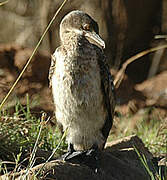 Reed Cormorant