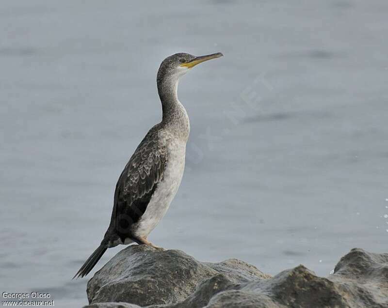 European Shagjuvenile, identification