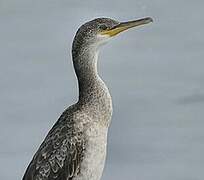 European Shag