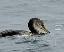 European Shag