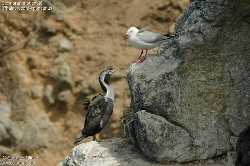 Spotted Shag