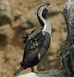 Cormoran moucheté