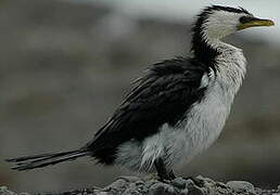 Little Pied Cormorant