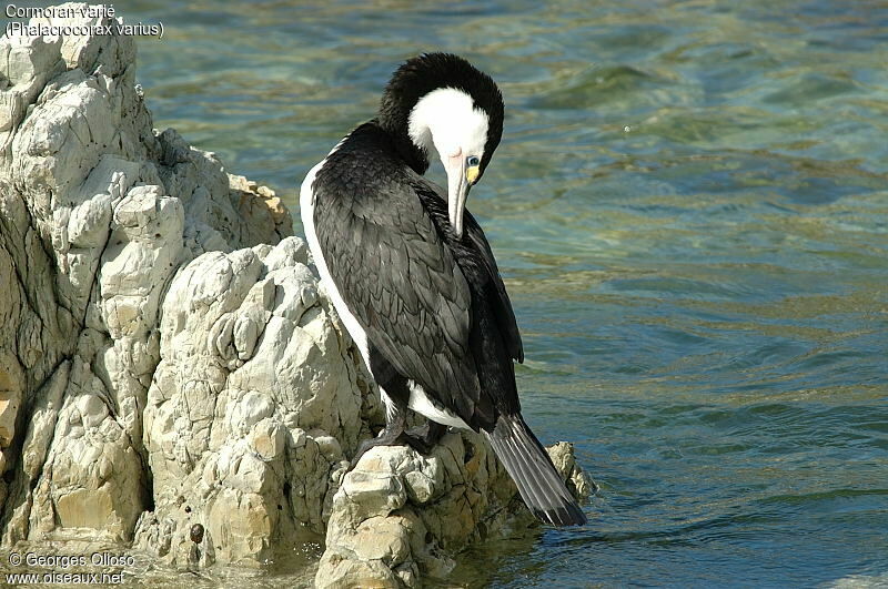 Cormoran varié