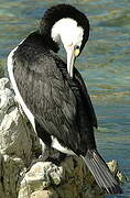 Australian Pied Cormorant