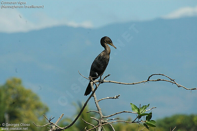 Neotropic Cormorant