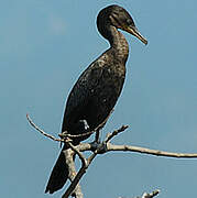 Neotropic Cormorant