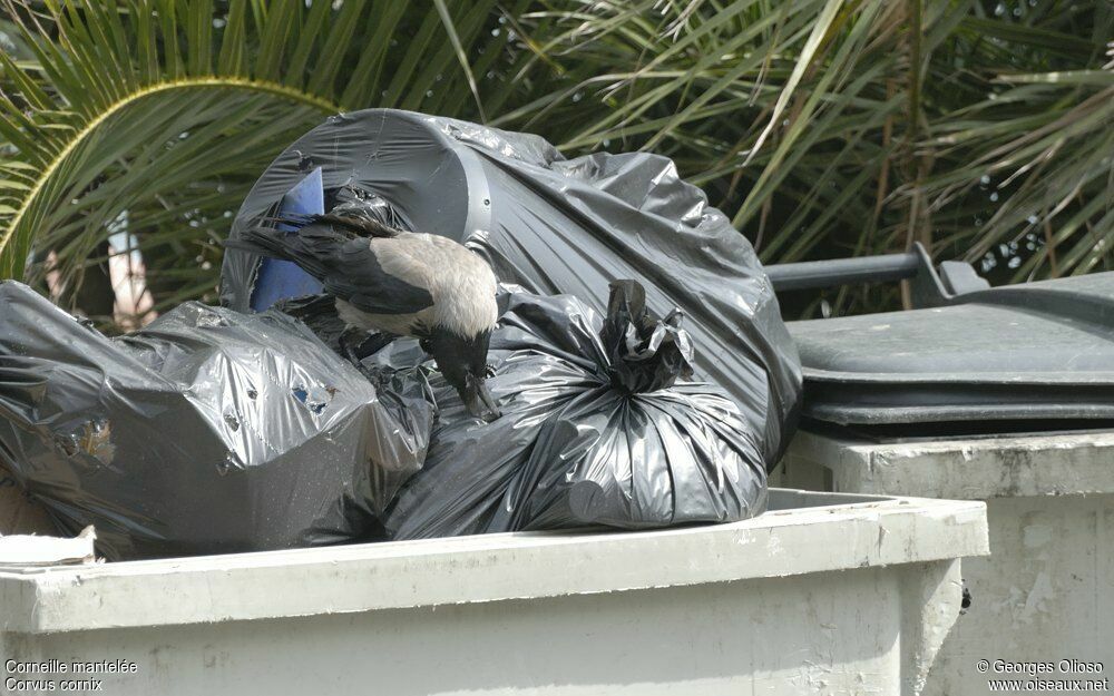 Hooded Crowadult, identification, feeding habits