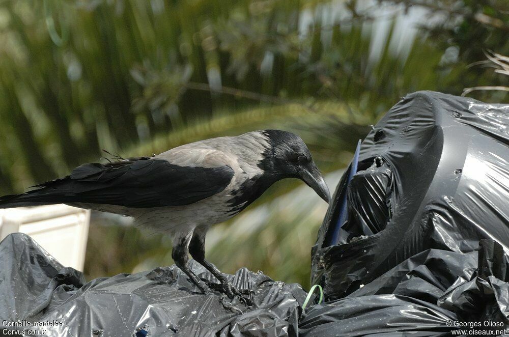 Hooded Crowadult, identification, feeding habits