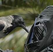 Hooded Crow