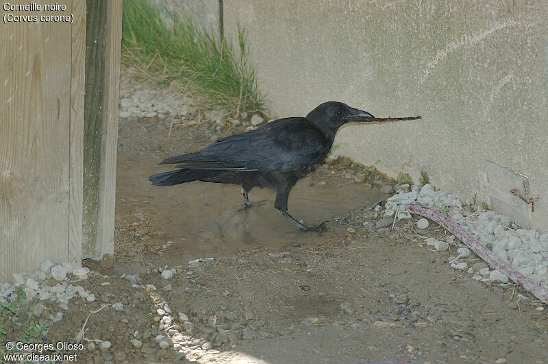 Carrion Crow