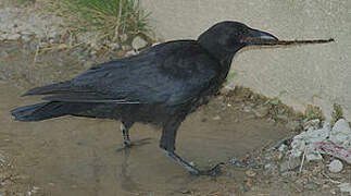 Carrion Crow