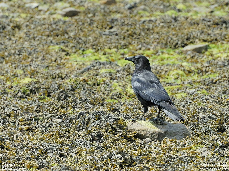 Carrion Crowadult