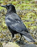 Carrion Crow