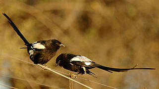 Magpie Shrike