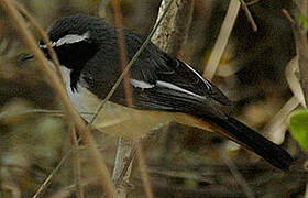 White-throated Robin-Chat