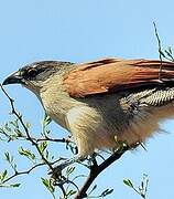 Coucal de Burchell