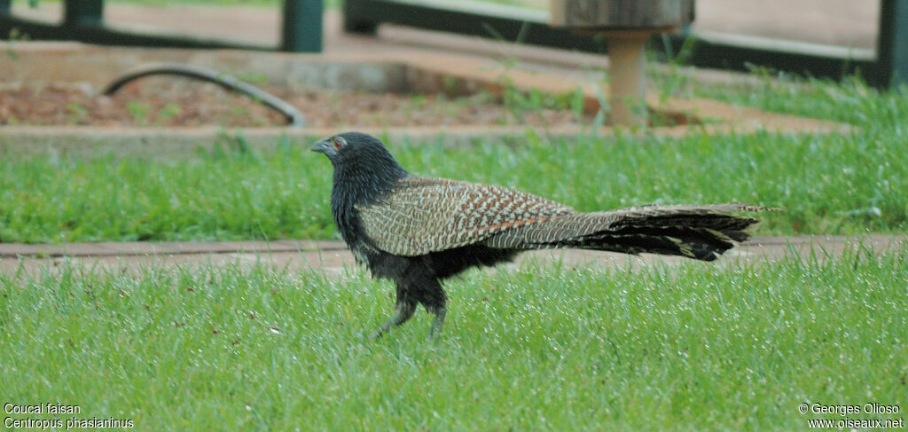 Coucal faisanadulte, identification