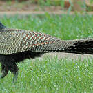 Coucal faisan