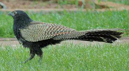 Coucal faisan