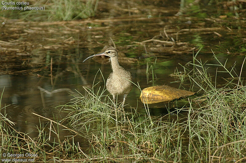 Courlis corlieu