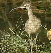 Eurasian Whimbrel