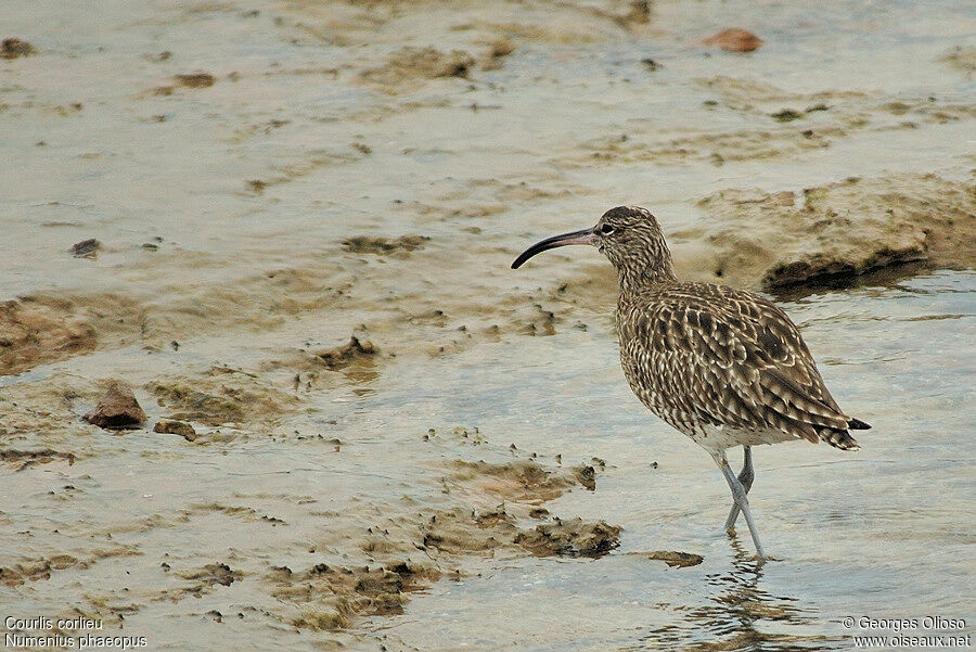 Eurasian Whimbrel