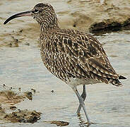 Eurasian Whimbrel