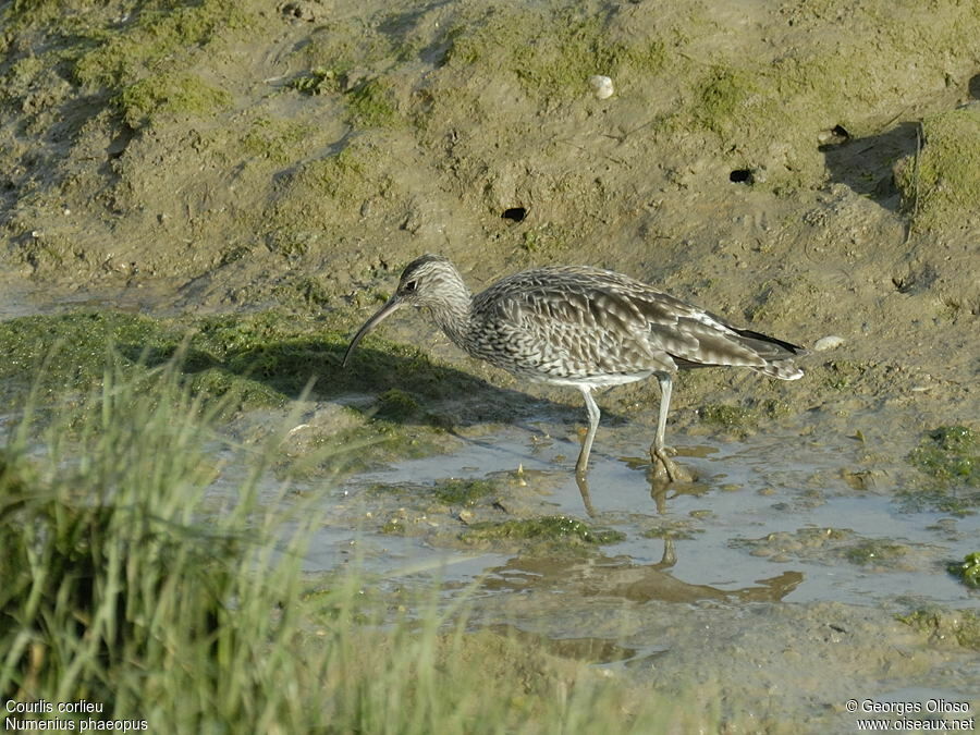 Whimbreladult post breeding, identification