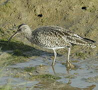 Eurasian Whimbrel