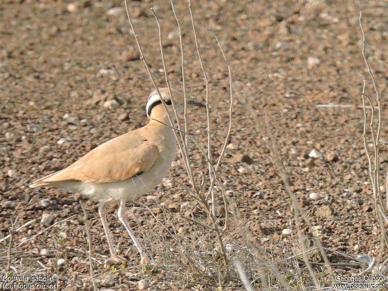 Cream-colored Courseradult, identification