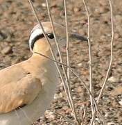 Cream-colored Courser