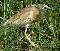 Squacco Heron