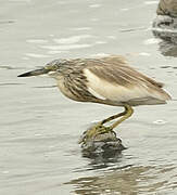 Squacco Heron