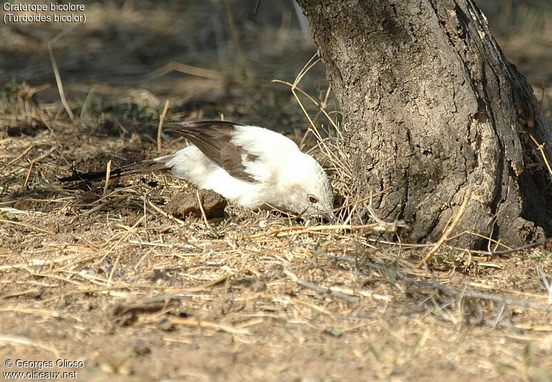 Cratérope bicolore