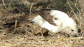 Southern Pied Babbler