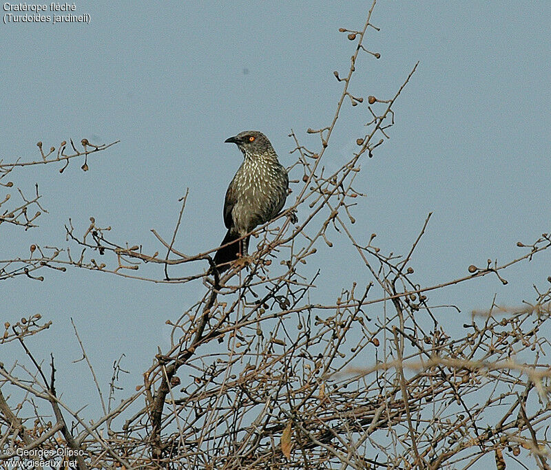 Arrow-marked Babbler