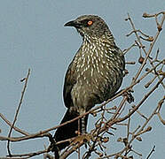 Arrow-marked Babbler