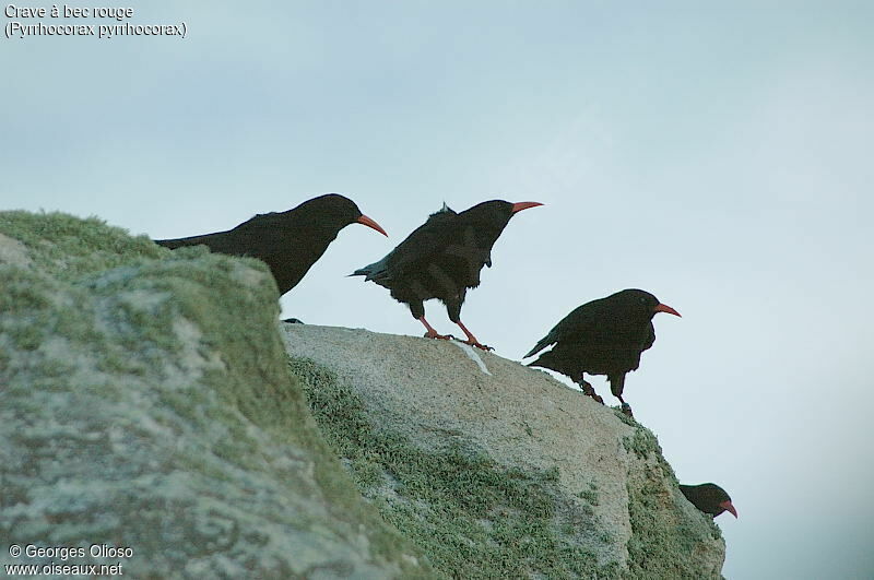 Red-billed Chough